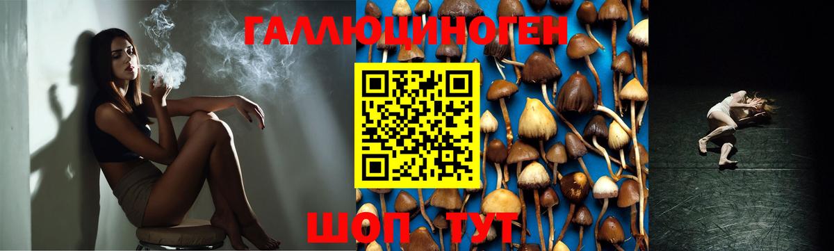 Егорьевск  Галлюциногенные грибы Cubensis  Вход с VPN 